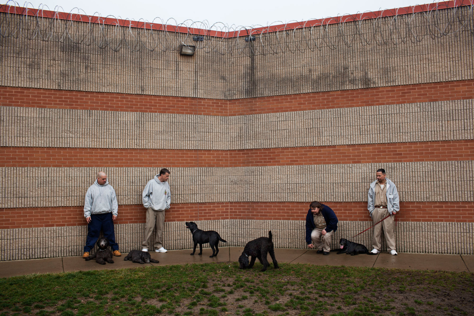 picture of a prison dog