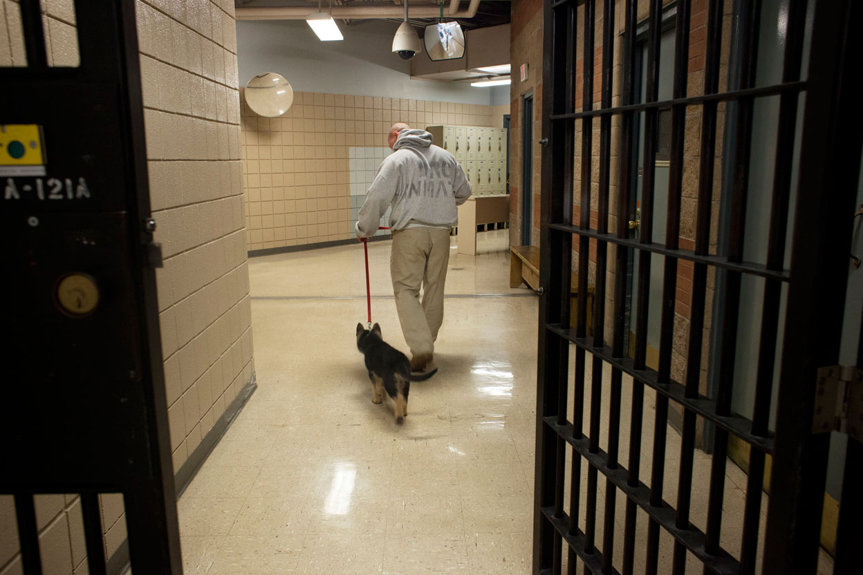 picture of a prison dog